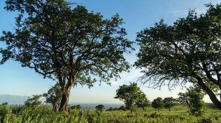 Spring trees on top of a mountain in the savannah.の写真素材