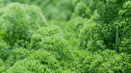 Fluffy green abstract bush leaves closeup, like backgroundの写真素材