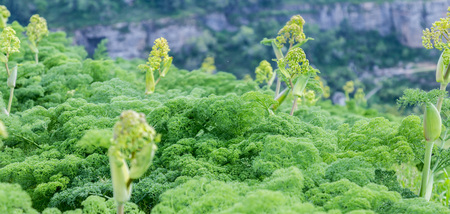 Fluffy green abstract bush leaves closeup, like backgroundの写真素材