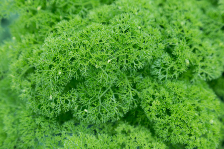 Fluffy green abstract bush leaves closeup, like backgroundの写真素材