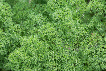 Fluffy green abstract bush leaves closeup, like backgroundの写真素材