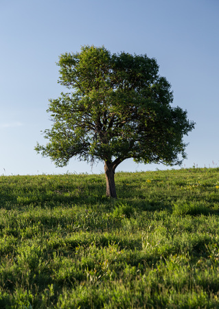 Spring tree on top of a mountain in the savannah.の写真素材
