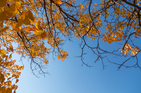 Yellow leaves of an autumn tree against a blue sky. as a background.の写真素材