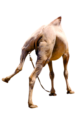 camel bicornic bald cut on white background.の写真素材