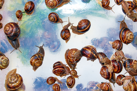 it is a lot of wet snails on opaque glassの写真素材