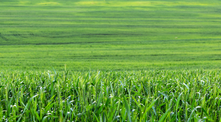 a panorama of a green wheat field as a backgroundの写真素材