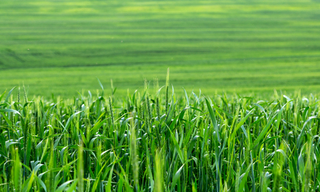 a panorama of a green wheat field as a backgroundの写真素材
