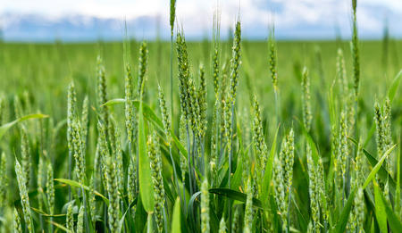 Green spikelets of wheat in a natural environment on the field.の写真素材