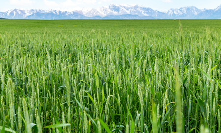 Green spikelets of wheat in a natural environment on the field.の写真素材