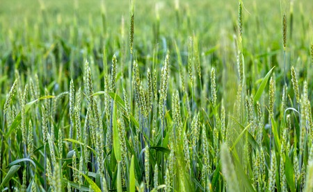 Green spikelets of wheat in a natural environment on the field.の写真素材