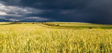 storm storm in the wheat field.の写真素材