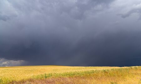 storm storm in the wheat field.の写真素材