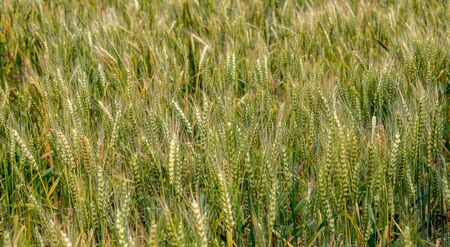 Ripe wheat in the field as a background.の写真素材