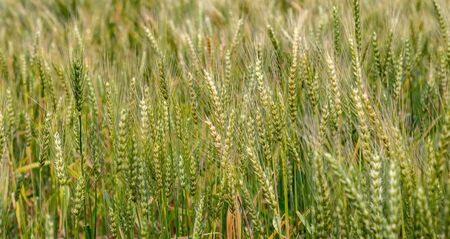 Ripe wheat in the field as a background.の写真素材