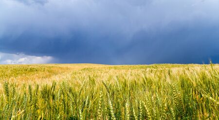 storm storm in the wheat field.の写真素材