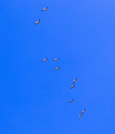 A flock of eagles in flight against the blue sky.の写真素材