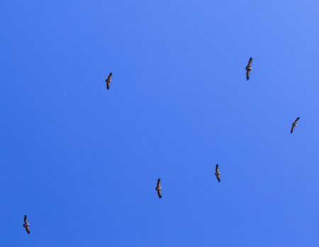 A flock of eagles in flight against the blue sky.の写真素材