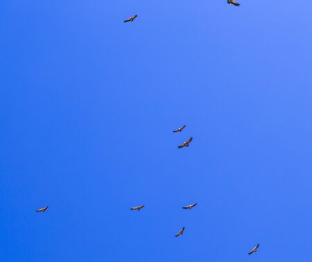 A flock of eagles in flight against the blue sky.の写真素材