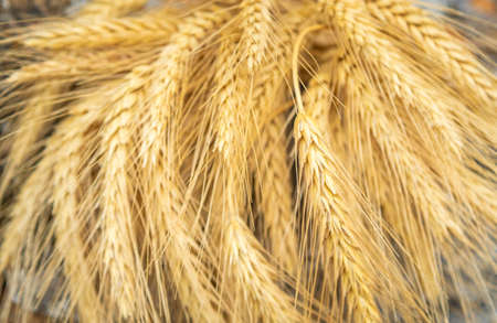 Ripe ears of yellow wheat close up, Large cereal crops as backgroundの写真素材