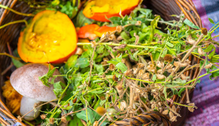 Medicinal herbs and mushrooms in a wicker basket. Natural natural product for human health