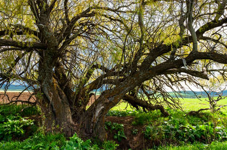 A close-up old magic, fabulous, fantastic, scary, spreading tree with many branches and twigs against the background of green grass in the field. A huge thick trunk with a lot of trunks.の写真素材