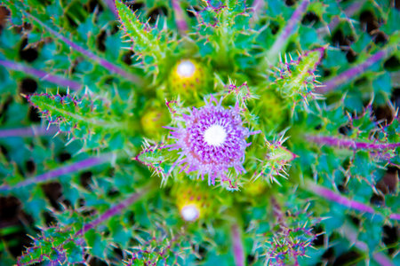 Round green thorn.The texture of the thistle is like a green web of juicy leaves and stems with a purple tint.の写真素材