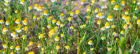 Chamomile officinalis growing in the Kyzylkum desert, wild flowers in the wildの写真素材