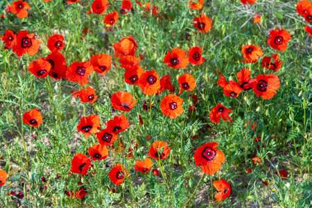 Poppies growing in the kyzylkum desert, blooming fields of red flowers in the steppes of kazakhstanの写真素材