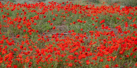 Poppies growing in the kyzylkum desert, blooming fields of red flowers in the steppes of kazakhstanの写真素材