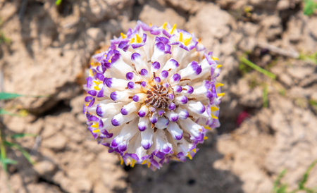 Cistanche medicinal flower, a rare medicinal plant in the desertの写真素材