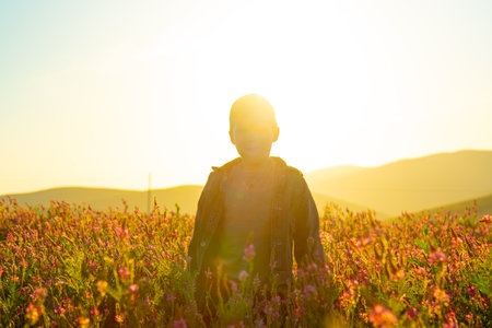 A child in a blooming field at sunset, silhouette glowing in sunlightの写真素材
