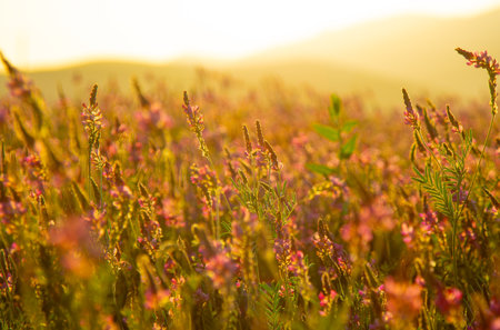 A pink and yellow flower field glowing in gentle sunset light with mountains in the backgroundの写真素材