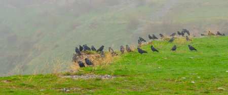 A flock of crows perched on a green hill in misty weatherの写真素材