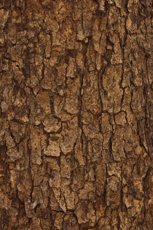 Background of the wood.の写真素材