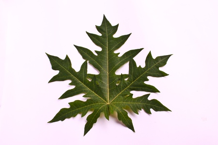 Leaves papaya on a  white backgroundの写真素材