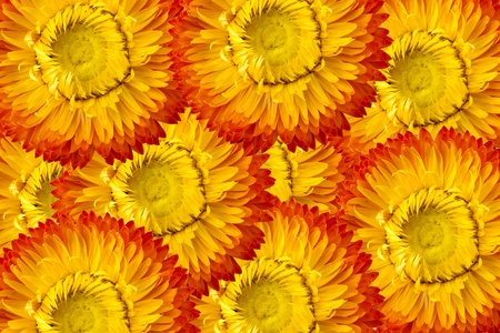 texture straw flower or everlasting (Helichrysum bracteatum)の写真素材