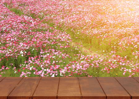 Empty wooden floor. Cosmos flowers background. Sunlight tone. There is an empty space for productionsの写真素材