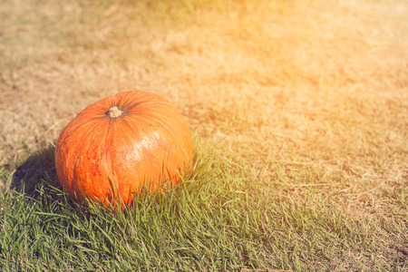 Orange pumpkin in green grass sun bright. Autumn harvest Thanksgiving or Halloween. Pumpkin closeup on green grass. Blurred backgroundの写真素材