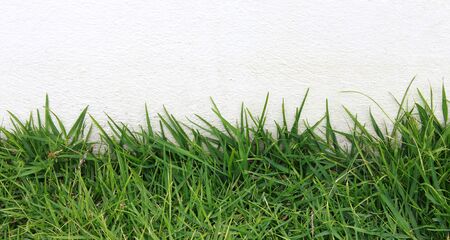 Green Grass on Cement Background. Empty for text yourの写真素材