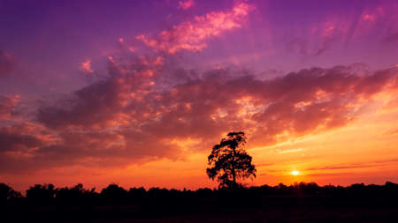 tree sunset silhouetteの写真素材