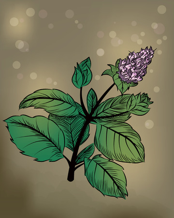 Peppermintのイラスト素材