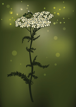 Yarrowのイラスト素材