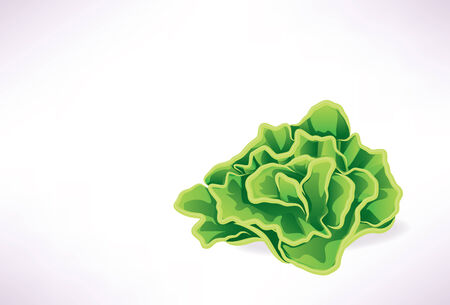 Lettuceのイラスト素材