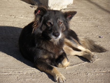 Dog in shelter                               の写真素材