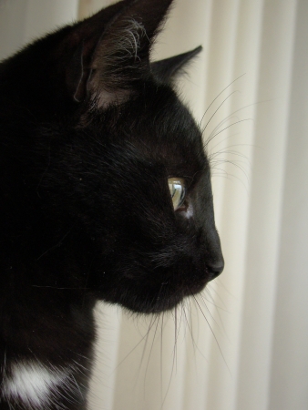 Black beautyの写真素材