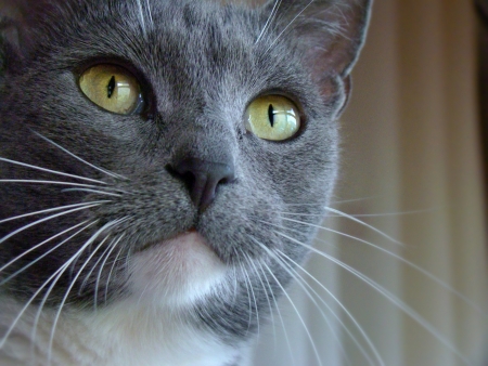 Cat portraitの写真素材