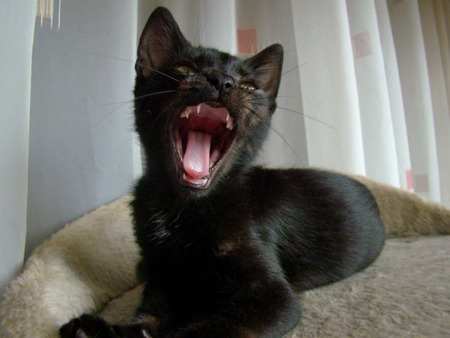 Cat yawningの写真素材