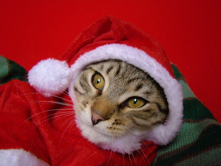Fizz kitten waiting for Santaの写真素材