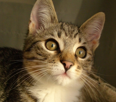 Cat portret                               
