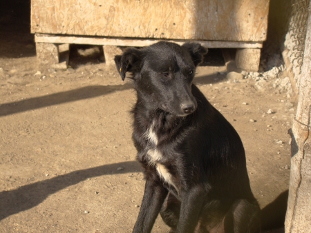 Ebony dog in shelterの写真素材